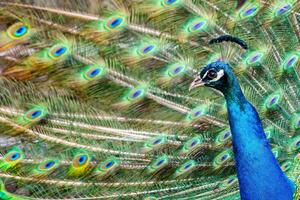 Portrait of beautiful peacock with feathers out. Peacock tail. photo