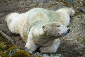 polar oso en un rock foto