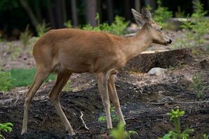 Roe deer in forest, Capreolus capreolus. Wild roe deer in nature. photo