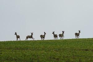 Herd roe deers running on meadow. Capreolus capreolus. Wild roe deer in the nature habitat. Wildlife scene from czech nature. photo