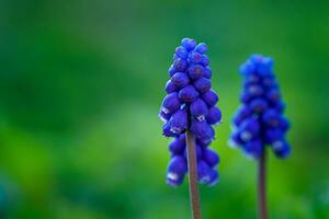 Blue muscari flower in spring garden photo