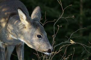 Roe deer eats grass under snow in spruce forest, Capreolus capreolus. Wild roe deer in nature. photo