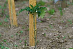 Tomato seedling in the ground photo