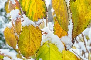 Frosty colourfull autumn leaves photo