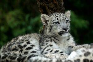 Baby snow leopard. Young snow leopard. photo