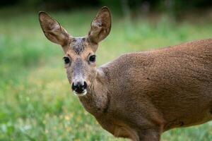 Roe deer in forest, Capreolus capreolus. Wild roe deer in nature. photo