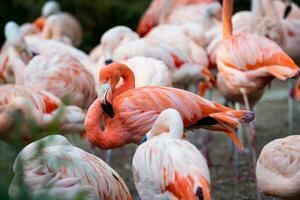 Group of Chilean Flamingos photo