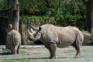 Eastern black rhinoceros, Diceros bicornis michaeli photo