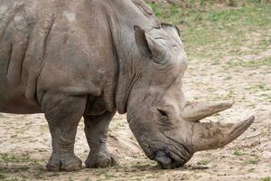 Southern white rhinoceros. Critically endangered animal species. photo