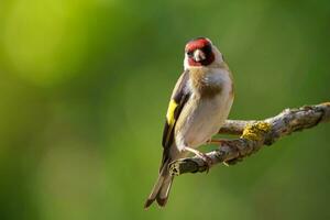 European Goldfinch, Carduelis carduelis on a branch. Czech republic photo