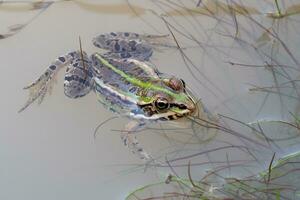 Marsh frog in a pond. Green frog with a head over water. photo