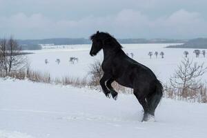 Friesian stallion running in winter field. Black Friesian horse runs gallop in winter. photo