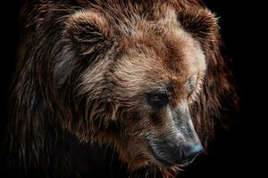 frente ver de marrón oso aislado en negro antecedentes. retrato de Kamchatka oso foto