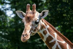 Portrait of Reticulated Giraffe, Giraffa camelopardalis reticulata, also known as the Somali giraffe. photo