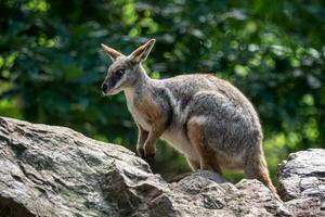 wallaby de roca de patas amarillas sentado en una roca foto