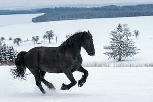 Friesian stallion running in winter field. Black Friesian horse runs gallop in winter. photo