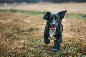 contento pequeño híbrido perro corriendo en el césped. foto