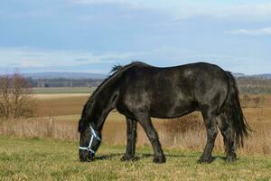 Black Friesian Horses on the pasture. Czech republic photo