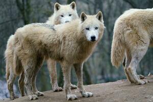 Arctic wolf, Canis lupus arctos, also known as the white wolf or polar wolf photo