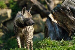 Striped hyena in grass photo