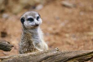 Suricata standing on a guard. Curious meerkat photo