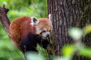 rojo panda en el árbol. linda panda oso en bosque hábitat. foto