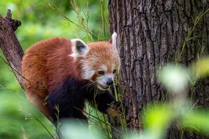 Red panda on the tree. Cute panda bear in forest habitat. photo