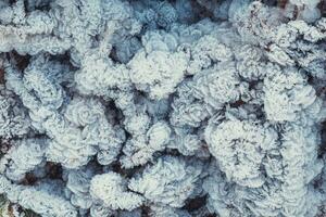 Frost patterns on plant, winter hoarfrost background. photo