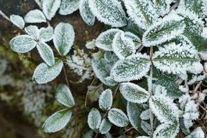 verde hojas de plantas cubierto con escarcha foto