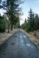 Walking path in forest. Forest road. photo