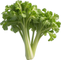 AI generated green celery on transparent background png