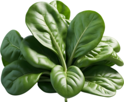 AI generated spinach leaf on transparent background png