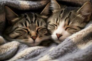 AI generated Two cats snuggling on a blanket photo