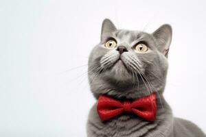 AI generated Grey cat with a red bow tie looking up photo