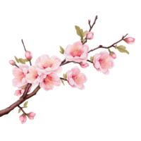 AI generated Cherry Blossom Pink Flowers png