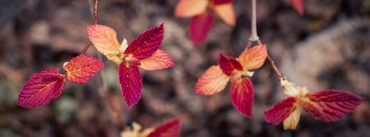 Close up twig with autumn leaves concept photo. Young branches, stems in springtime. photo