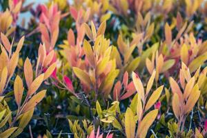 Close up pink leaves of Euonymus shrub on branch in autumn. Colorful bush in the garden concept photography. photo