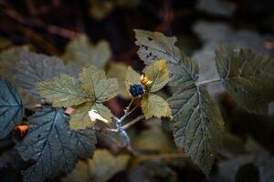 Close up blackberry branch autumn bush photo. Outdoors in rural morning. Front view garden. photo
