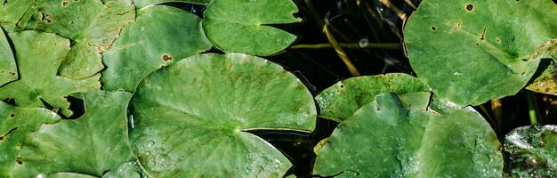 Close up view of water lily flower in daytime photo. Aquatic leaves under sunlight photography. photo