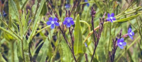 Small blue flax blossom flowers on wild field concept photo. Blossom meadow flowers photo. photo