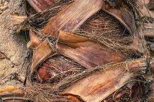 Palm tree trunk detailed background pattern. Palm tree trunk texture. Cracked bark of old tropical palm tree photo