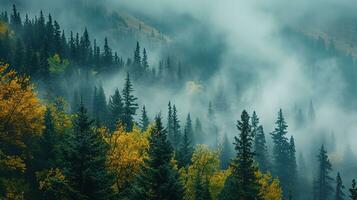 AI generated the land of pine trees, rain forest, mist, autumn fog photo