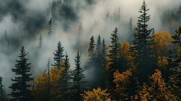 AI generated the land of pine trees, rain forest, mist, autumn fog photo