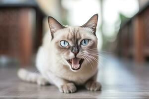 AI generated Thai Tonkinese cat hissing in a cozy home background photo