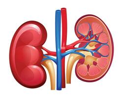 Human kidneys whole and half cut. Urinary system. Anatomy of internal organ. Vector illustration isolated on white background