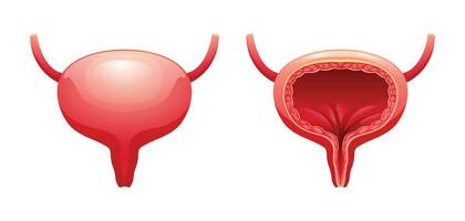 Human bladder anatomy. Urinary system. Vector illustration isolated on white background