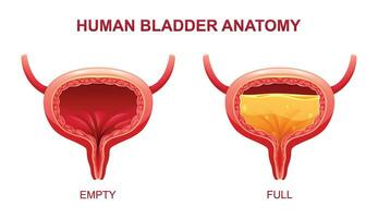 Human bladder anatomy. Empty and full urinary bladder. Vector illustration isolated on white background