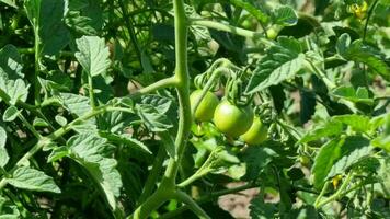 verde pomodori in crescita nel il giardino. selettivo messa a fuoco, natura. video