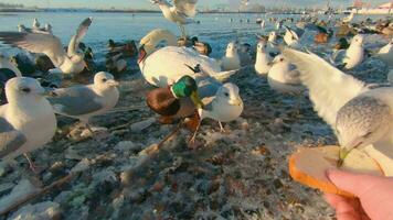 alimentazione di selvaggio uccelli vicino il fiume nel freddo inverno giorno - primo persona Visualizza, lento movimento. tanto Affamato uccelli nel un' selvaggio. uccelli combattente per cibo. alimentazione anatre, cigni e gabbiani con il pane - pov video