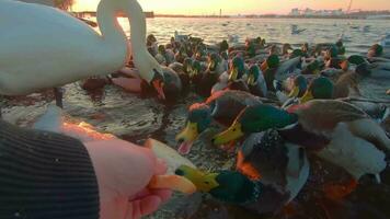 alimentation des oiseaux avec pain près le rivière à lever du soleil dans du froid hiver journée - premier la personne voir, lent mouvement. une lot de faim canards, cygnes et mouettes manger pain de le main et combat pour nourriture - pov video